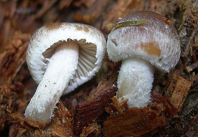 Psathyrella  spintrigeroides      P.D.Orton